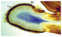 a blob with a blue patch in the center, surrounded by a white area, surrounded by a thin strip of dark-colored material