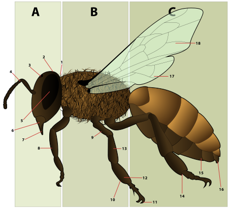 File:HoneyBeeAnatomy.svg