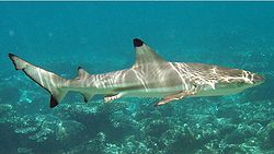 Side view of a brown shark with black fin tips, swimming over rocks in shallow water