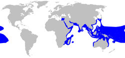 World map with blue shading around the periphery of the Indian Ocean extending into the eastern Mediterranean Sea, in the western Pacific from southern China to Indonesia to northern Australia, and over a large patch of the central Pacific