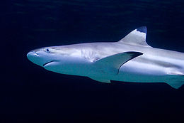 A shark with a blunt snout and obvious black tips on its pectoral and dorsal fins, against a plain dark background