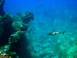 Two sharks swimming in the same direction, one behind the other, in front of a massive coral head and a bed of boulders