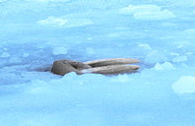 Photo of walrus in ice-covered sea