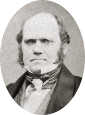 Studio photo showing Darwin's characteristic large forehead and bushy eyebrows with deep set eyes, pug nose and mouth set in a determined look. He is bald on top, with dark hair and long side whiskers but no beard or moustache.