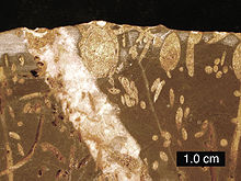 Brown and yellow image with oval and long thin areas representing the fossilised remains