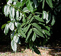 Leaves I IMG 8668.jpg