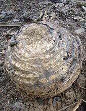 Photo of a banana corm growing from loamy soil