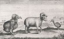 Drawing of a Dodo, a one horned sheep and a Red Rail