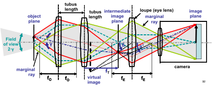 File:Microscope-optical path.svg