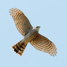 In flight with wings spread, showing barring on underwing and tail