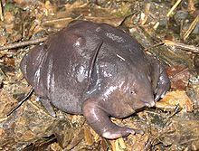 Purple frog