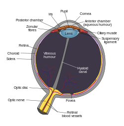 Schematic diagram of the human eye en.svg