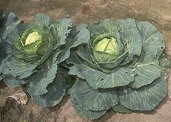 Cabbage.jpg