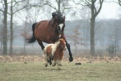 Un gran caballo marrón está persiguiendo un pequeño caballo en un pasto.