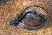 Cierre plano de un ojo de caballo, con es de color marrón oscuro con pestañas en el párpado superior