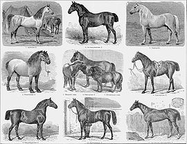 un grabado en tonos sepia de un viejo libro, mostrando 11 caballos de diferentes razas y tamaños en nueve ilustraciones diferentes