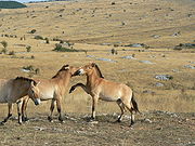 Tres caballos de color habano con melenas rectas. Dos caballos de pellizco y pata el uno al otro, mientras que el tercero se mueve hacia la cámara. Se destacan en abierto, prado rocoso, con bosques en la distancia.