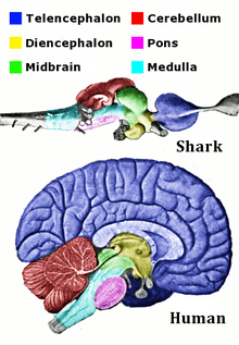 Se muestran las regiones correspondientes de humano y el cerebro de los tiburones. El cerebro de tiburón se extendió a cabo, mientras que el cerebro humano es más compacto. El cerebro de tiburón comienza con la médula, que está rodeada por varias estructuras, y termina con el telencéfalo. La sección transversal del cerebro humano muestra la médula en la parte inferior rodeada por las mismas estructuras, con el telencéfalo recubrimiento grueso de la parte superior del cerebro.