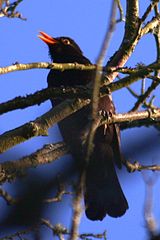 Tree.jpg Blackbird