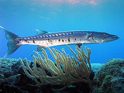 Foto de barracuda con piscina coral encima coral