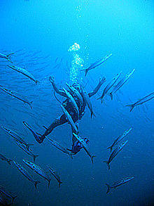 Foto de natación buzo entre barracuda