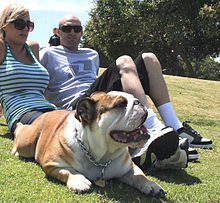 Pareja sentada en el césped con un British Bulldog mascota