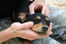 Pequeño perro que pone entre las manos