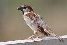 pequeño pájaro con el vientre pálido y de mama y ala patrón y la cabeza se coloca en el concreto