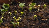 Archivo: Timelapse-Basilio-growing.ogv