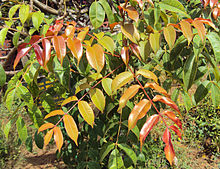 Un árbol de hoja pequeña