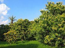 Foto de los árboles de mango con cielo despejado en el fondo