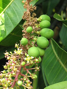 Primer plano de una ramita del árbol de mango Alfonso llevando flores y frutos inmaduros, Deogad (o Devgad), Maharashtra, Valsad-Gujarat, India