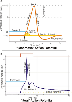 Dos parcelas del potencial de membrana (medida en mV) frente al tiempo (ms). Top: parcela idealizado en el que el potencial de membrana comienza a -70 mV en el momento cero. Un estímulo se aplica en el tiempo = 1 ms, lo que aumenta el potencial de membrana por encima de -55 mV (el potencial umbral). Después de aplicar el estímulo, el potencial de membrana se eleva rápidamente a un pico de potencial de 40 mV en el tiempo = 2 ms. Con la misma rapidez, el potencial cae entonces y sobrepasa a -90 mV en el tiempo = 3 ms, y, finalmente, el potencial de reposo de -70 mV se restablece en el tiempo = 5 ms. Conclusión: una parcela de un potencial de acción determinado experimentalmente que es muy similar en apariencia a la trama idealizada, excepto que el pico es mucho más nítida y la caída inicial es de -50 mV a -30 mV creciente antes de caer de nuevo al potencial de reposo de -70 mV.