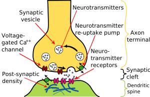 Los axones de pre y post-sinápticos están separados por una corta distancia conocida como la hendidura sináptica. Neurotransmisor liberado por los axones presinápticos difunda a través de la clave de sináptica para unirse y canales iónicos abiertos en los axones postsinápticos.