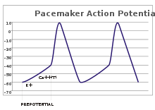 Una parcela de potencial de acción (mV) frente al tiempo. El potencial de membrana es inicialmente -60 mV, se elevan de forma relativamente lenta al potencial umbral de -40 mV y luego rápidamente clava a un potencial de 10 mV, después de lo cual vuelve rápidamente a la partida -60 mV potencial. El ciclo se repite entonces.