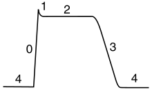 Parcela de potencial frente al tiempo membrana. The initial resting phase (region 4) is negative and constant flowed by sharp rise (0) to a peak (1). The plateau phase (2) is slightly below the peak. The plateau phase is followed by a fairly rapid return (3) back to the resting potential (4).