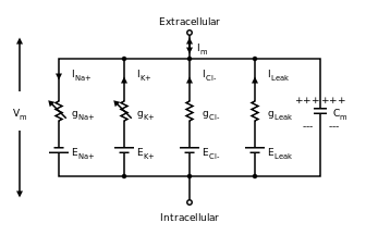 Circuit diagram depicting five parallel circuits that are interconnected at the top to the extracellular solution and at the bottom to the intracellular solution.