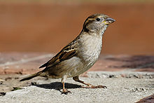 pequeño pájaro withpale vientre y el pecho y el ala con dibujos y la cabeza se coloca en el concreto