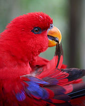 Loro rojo con amarillo de facturas y las plumas del ala en la factura