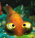 Goldfish.jpg ojo celestial