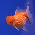 Goldfish Perla Scale.jpg