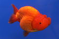 Goldfish Ranchu 2.jpg