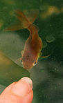 Acurrucado enmalle goldfish.jpg