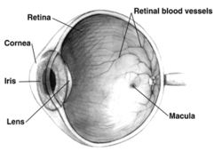 El ojo humano en corte transversal vista grayscale.png