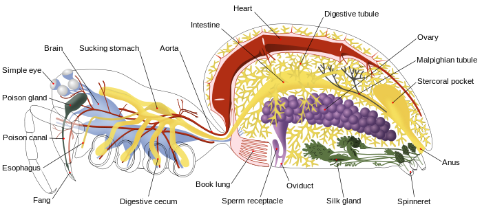 Araña anatomía-en.svg interna