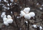 Las cápsulas de algodón listos para la cosecha