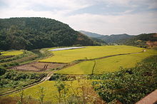 Arrozales amarillas y verdes colinas durante el otoño