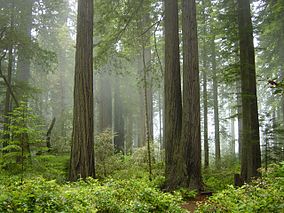 Niebla en el bosque.