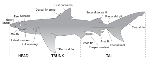 Dibujo de un etiquetado tiburón principales características anatómicas, incluyendo la boca, hocico, ventana de la nariz, los ojos, espiráculo, espina de la aleta dorsal, quilla caudal, clasper, surcos labiales, aberturas branquiales, hoyo precaudal y aletas: primera y segunda dorsal, anal, pectorales, caudal y la pelvis