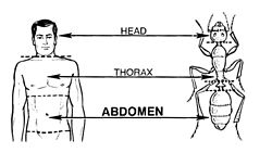 Abdomen (PSF) .jpg